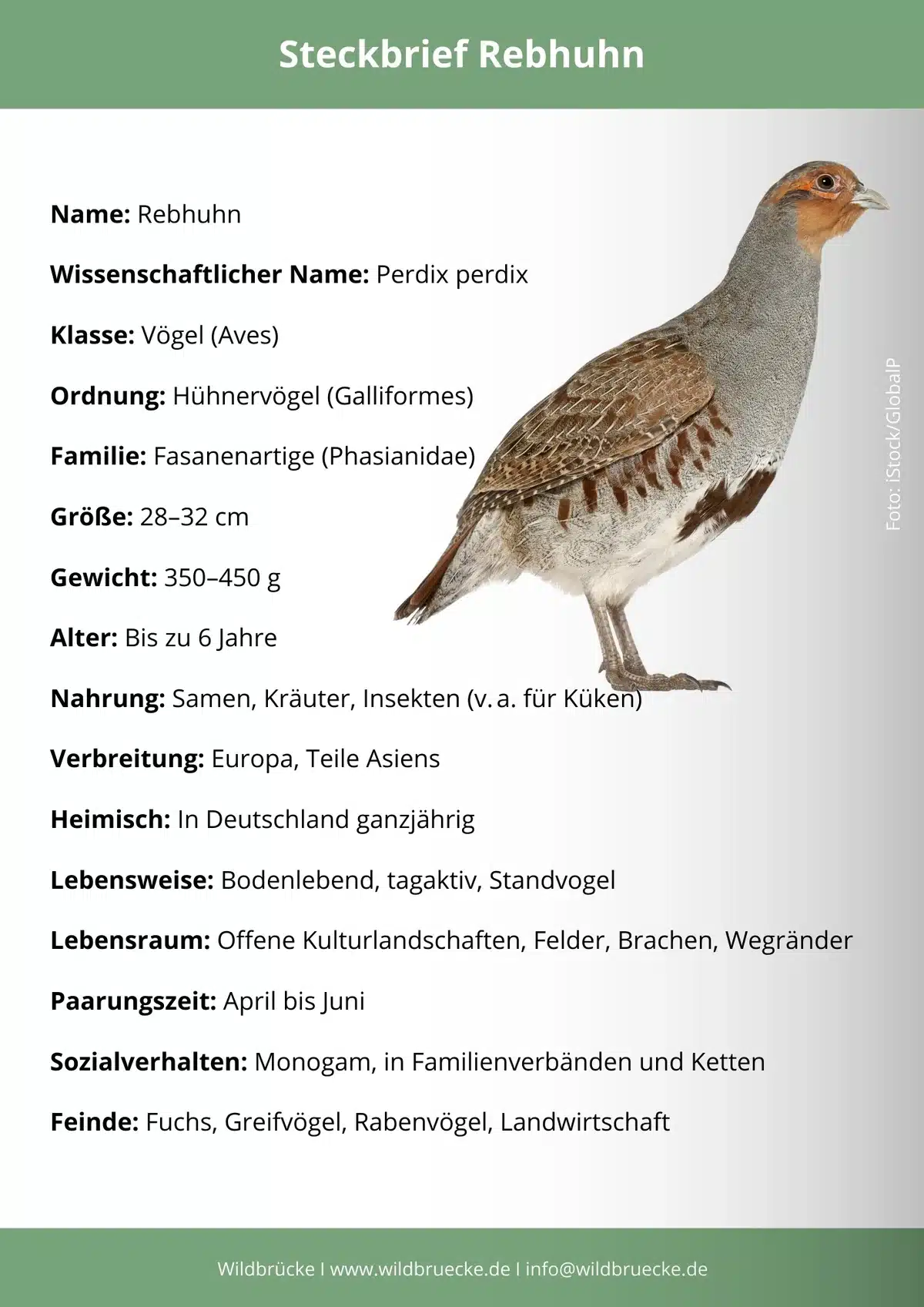 Rebhuhn Steckbrief - Vögel in Europa