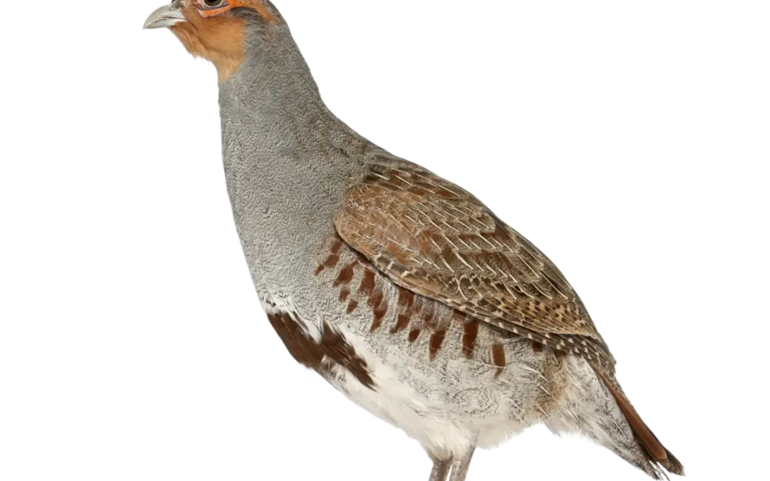 Rebhuhn