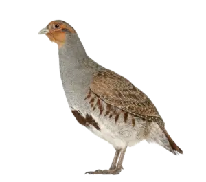 Rebhuhn - Vögel in Europa