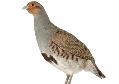 Rebhuhn