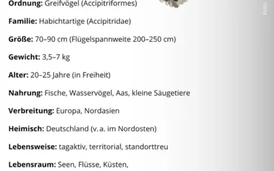 Seeadler Steckbrief
