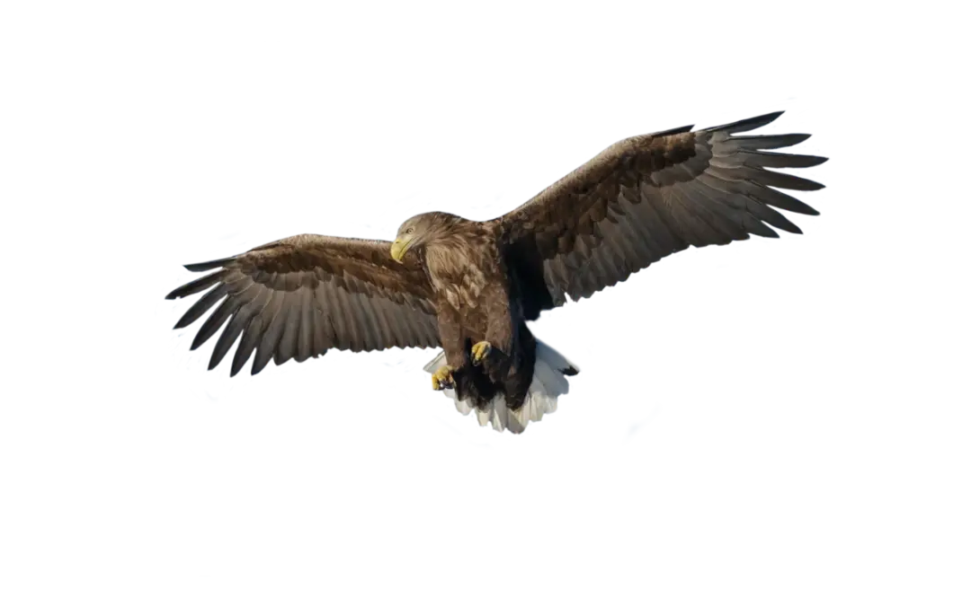 Seeadler