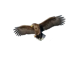 Seeadler - Vögel in Deutshcland und Europa