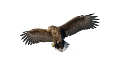 Seeadler