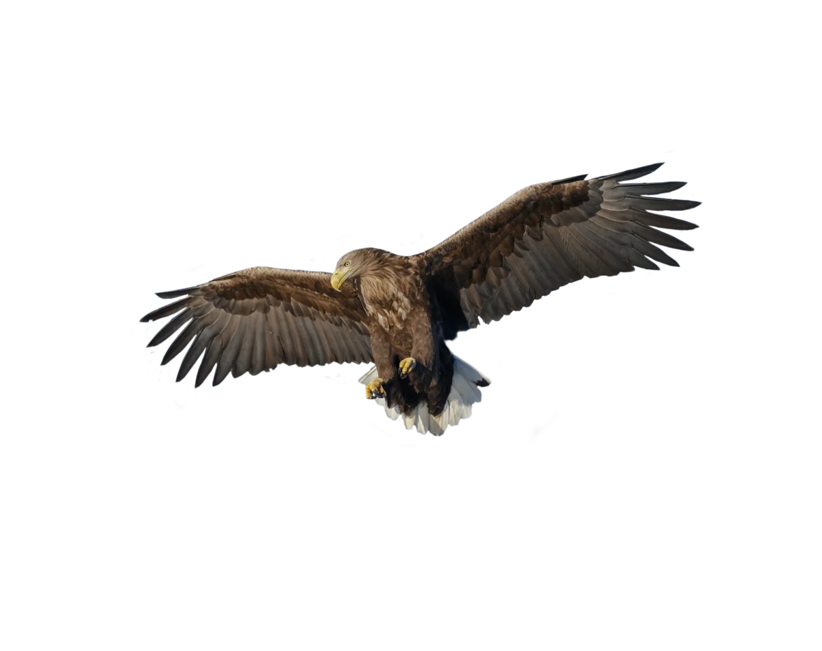 Seeadler - Vögel in Deutshcland und Europa