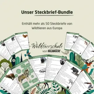 Steckbrief Bundle
