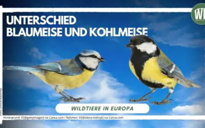Unterschied Blaumeise und Kohlmeise – Ein detaillierter Vergleich