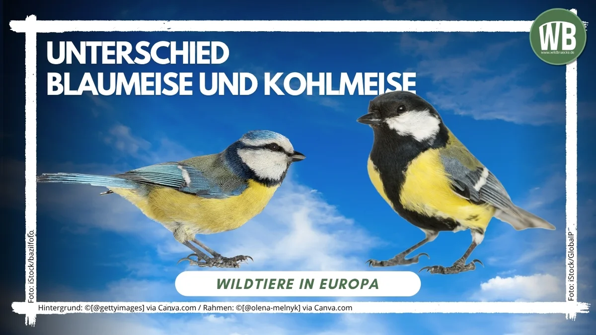 Titelbild Unterschied Blaumeise und Kohlmeise - Vögel in Europa Titelbild Unterschied Blaumeise und Kohlmeise - Vögel in Europa