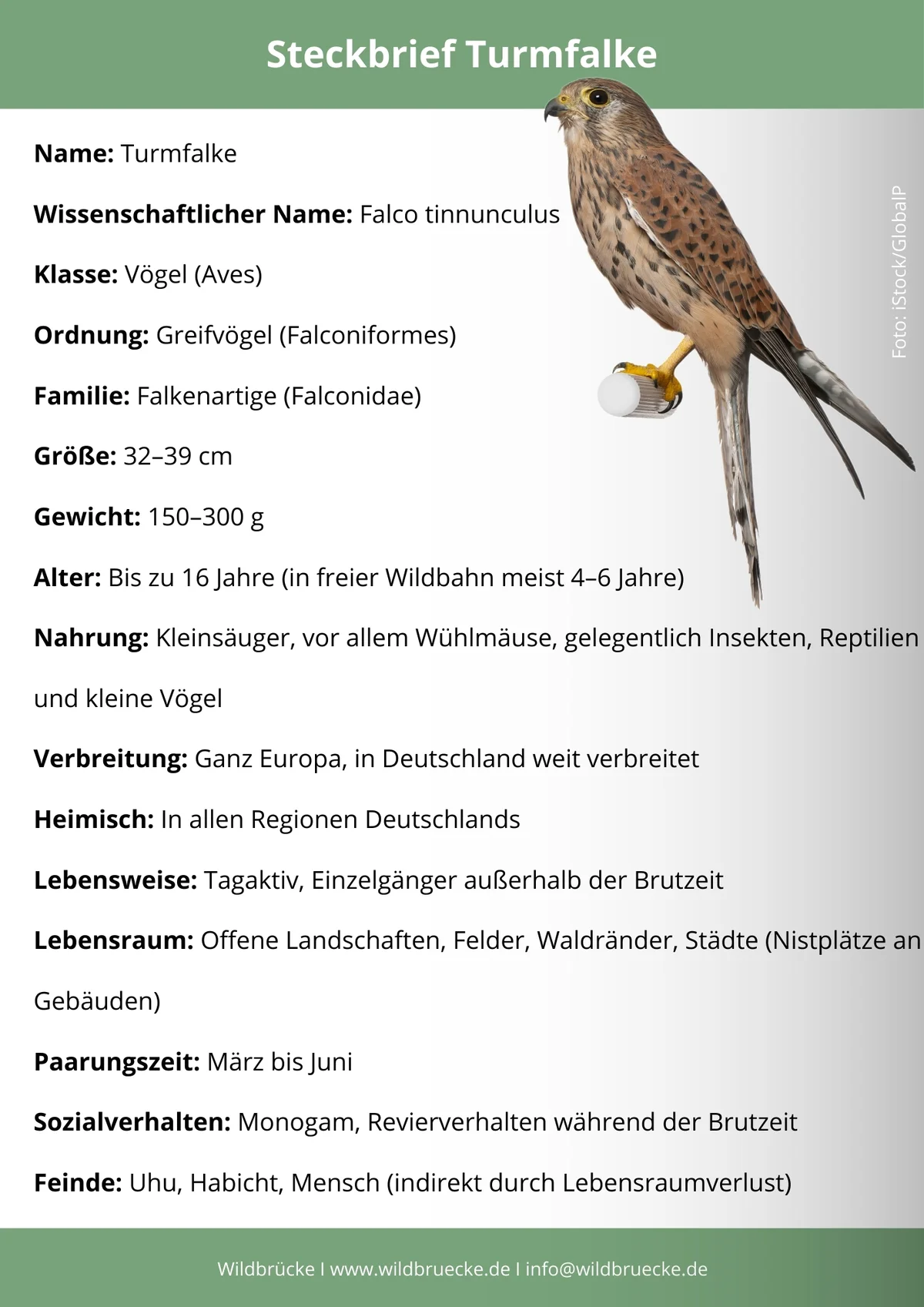 Turmfalke Steckbrief - Vögel in Europa