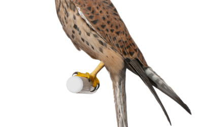 Turmfalke