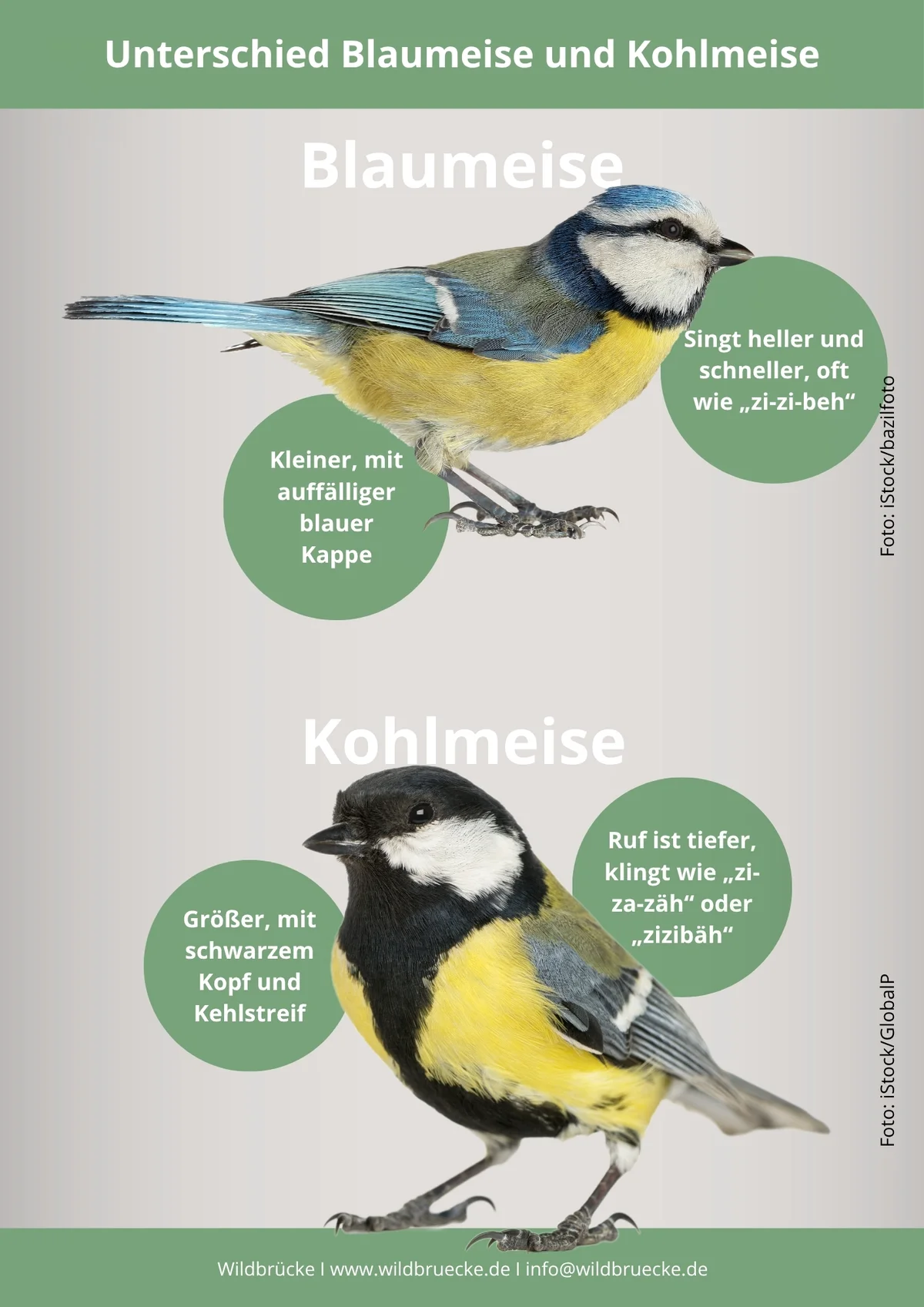 Unterschied Blaumeise und Kohlmeise - Vögel in Europa