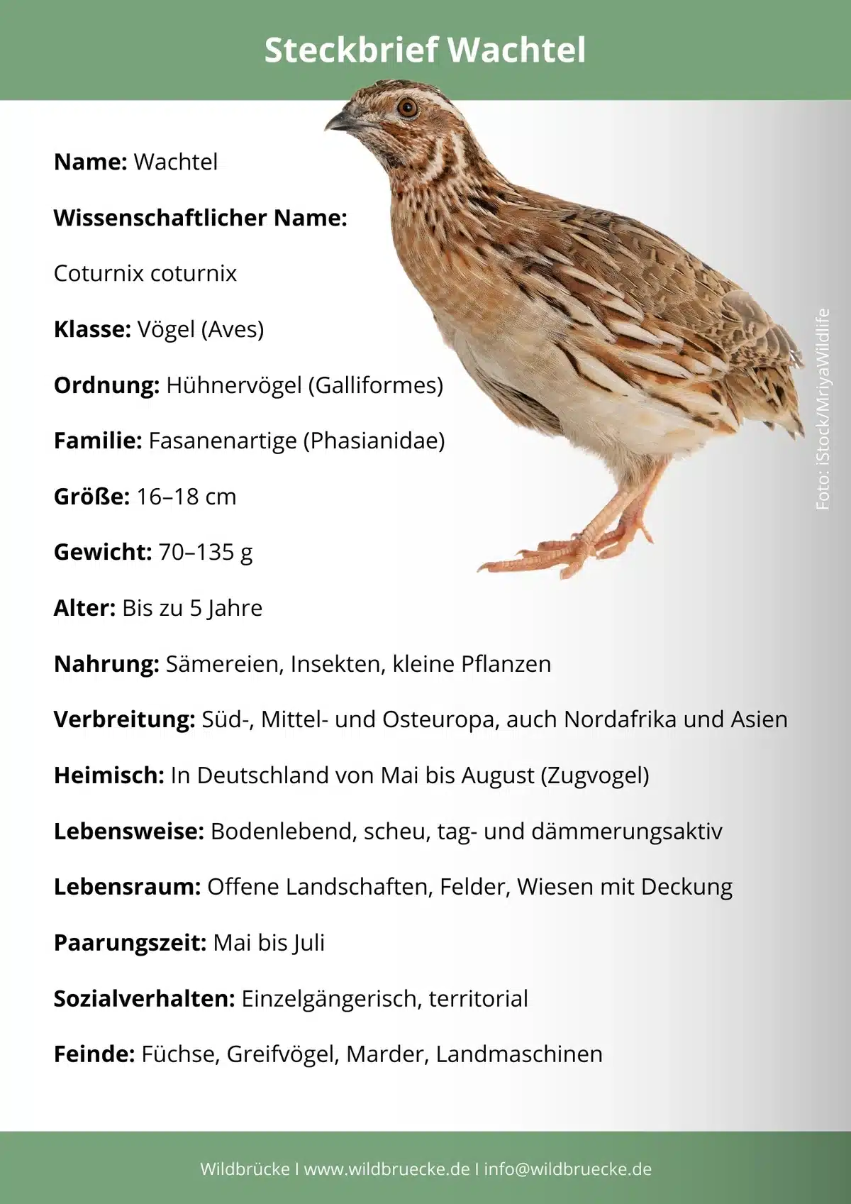 Wachtel Steckbrief - Vögel in Europa