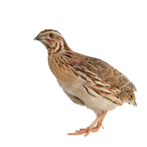 Wachtel - Vögel in Europa