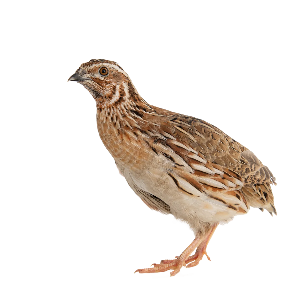 Wachtel - Vögel in Europa