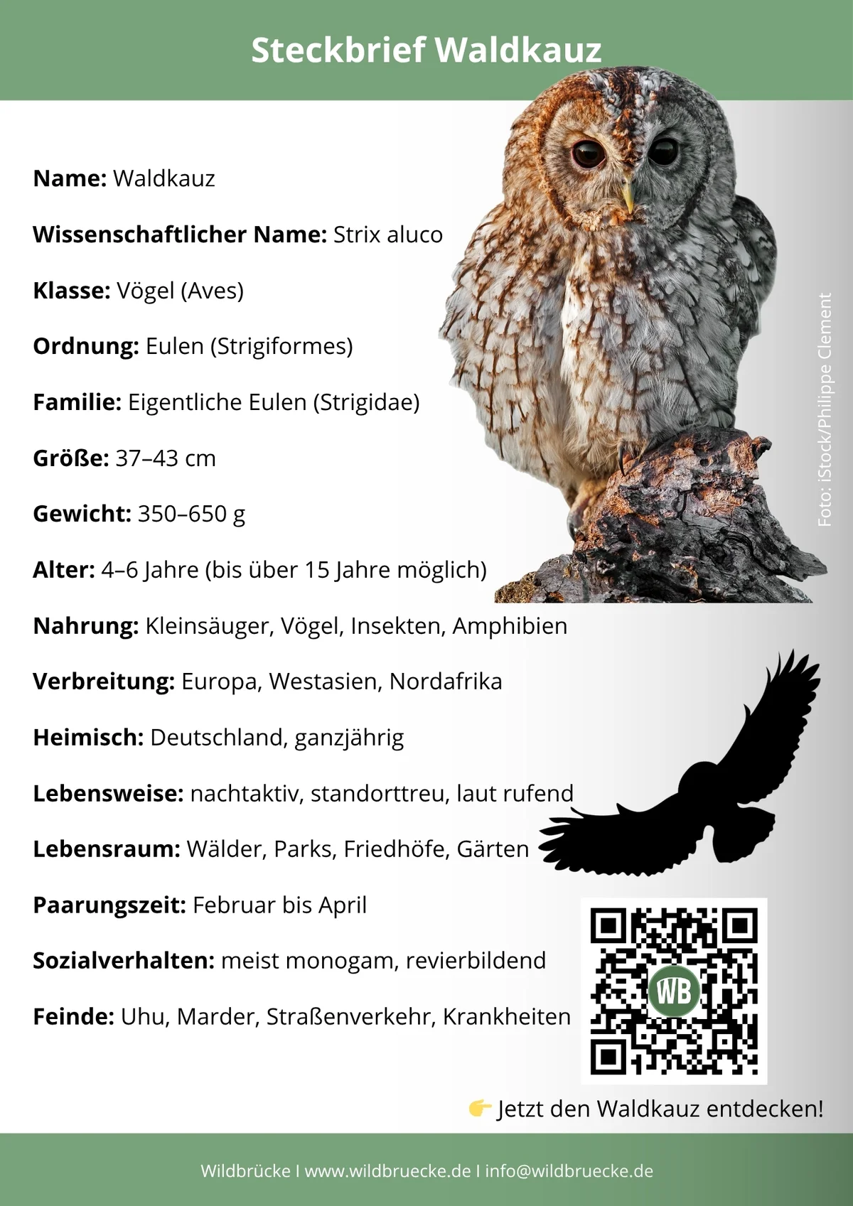 Waldkauz Steckbrief - Vögel in Europa