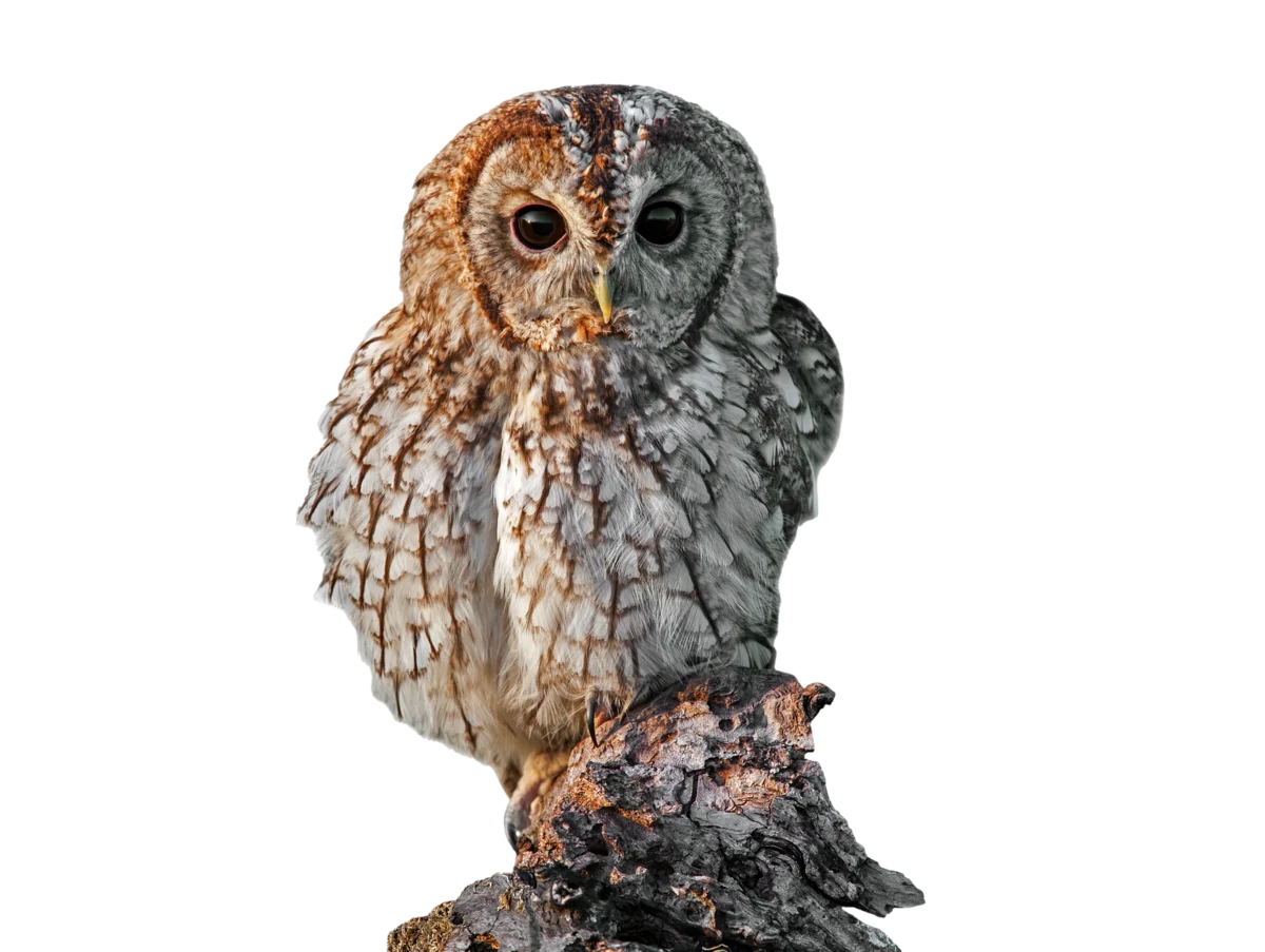 Waldkauz - Vögel in Europa
