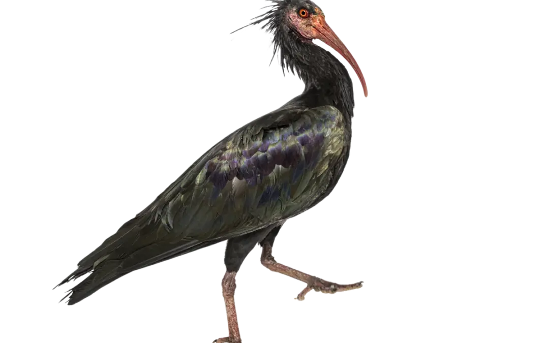 Waldrapp