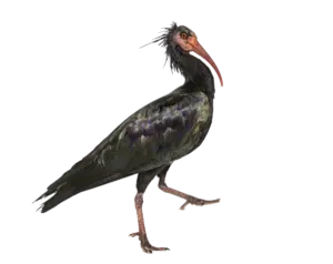 Waldrapp - Vögel in Europa