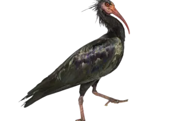Waldrapp