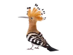 Wiedehopf - Vögel in Europa