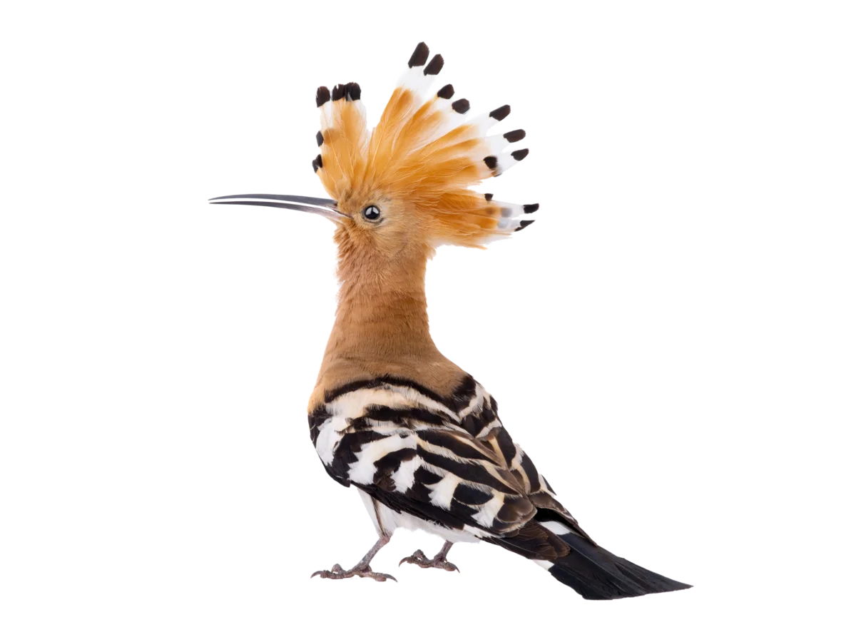 Wiedehopf - Vögel in Europa Wiedehopf - Vögel in Europa
