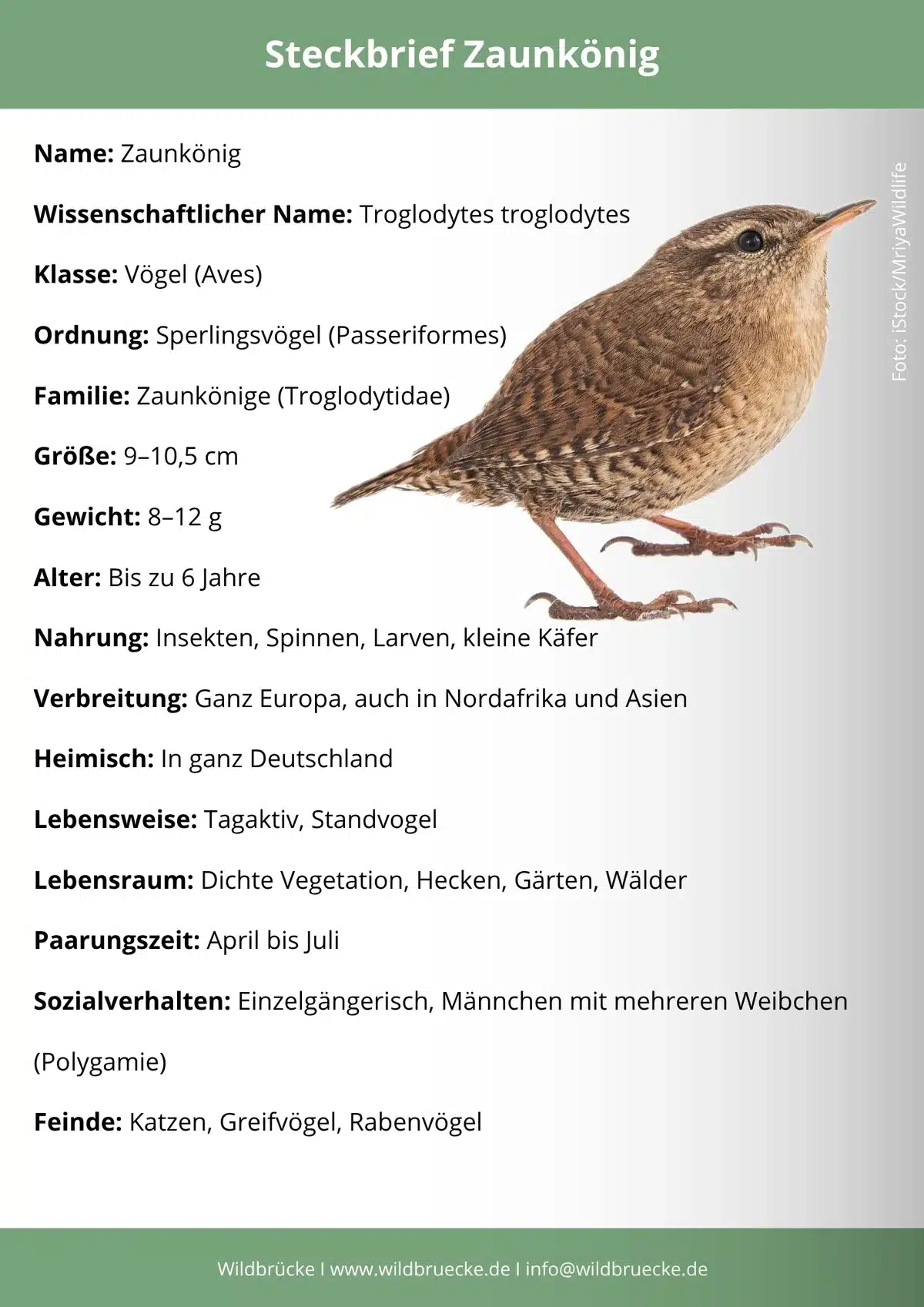 Zaunkönig Steckbrief - Vögel in Europa