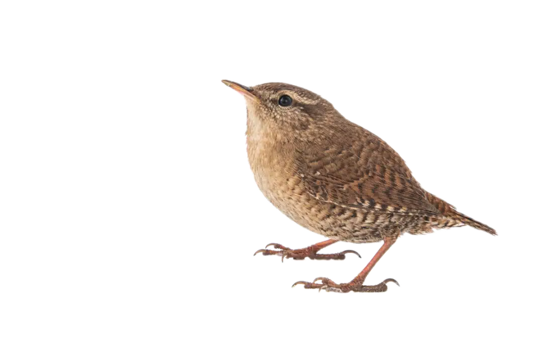 Zaunkönig