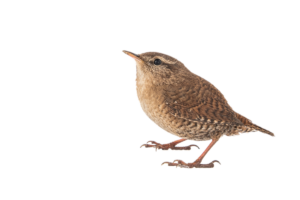 Zaunkönig - Vögel in Europa