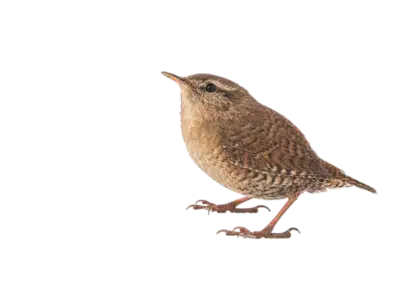 Zaunkönig