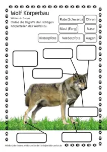 Arbeitsblatt Körperbau Wolf Eduki - Wildtiere in Europa