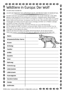 Arbeitsblatt Wolf Steckbrief Eduki DE-EN - Wildtiere in Europa