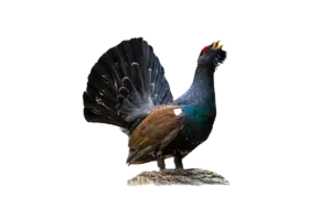 Auerhahn - Vögel in Europa