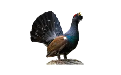Auerhahn