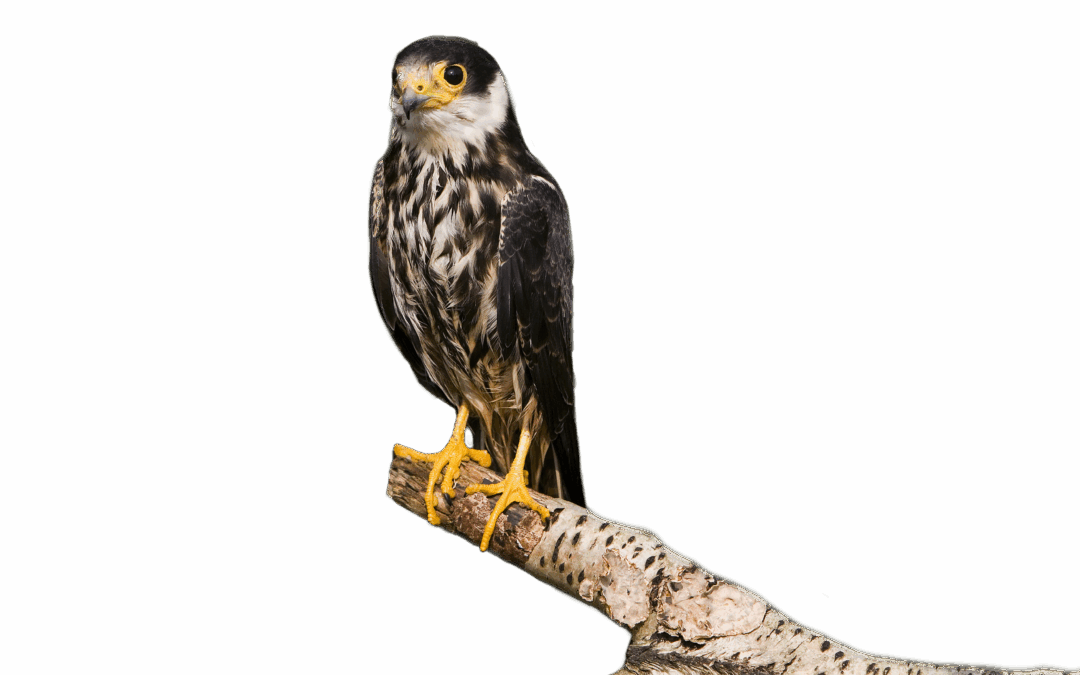 Baumfalke