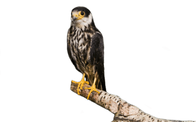 Baumfalke