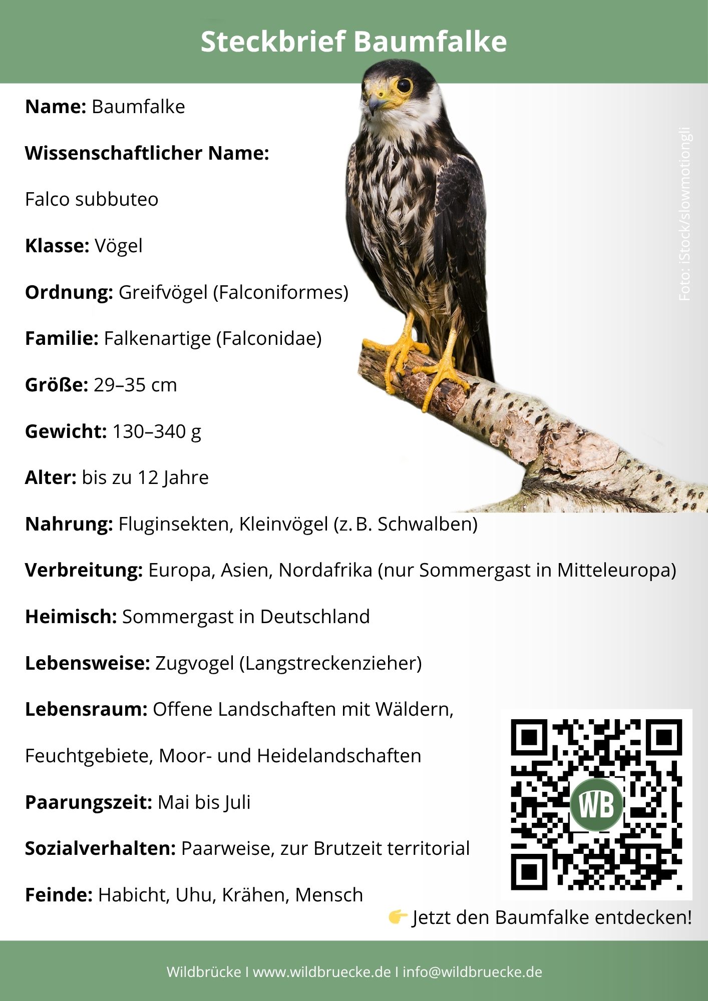 Baumfalke Steckbrief