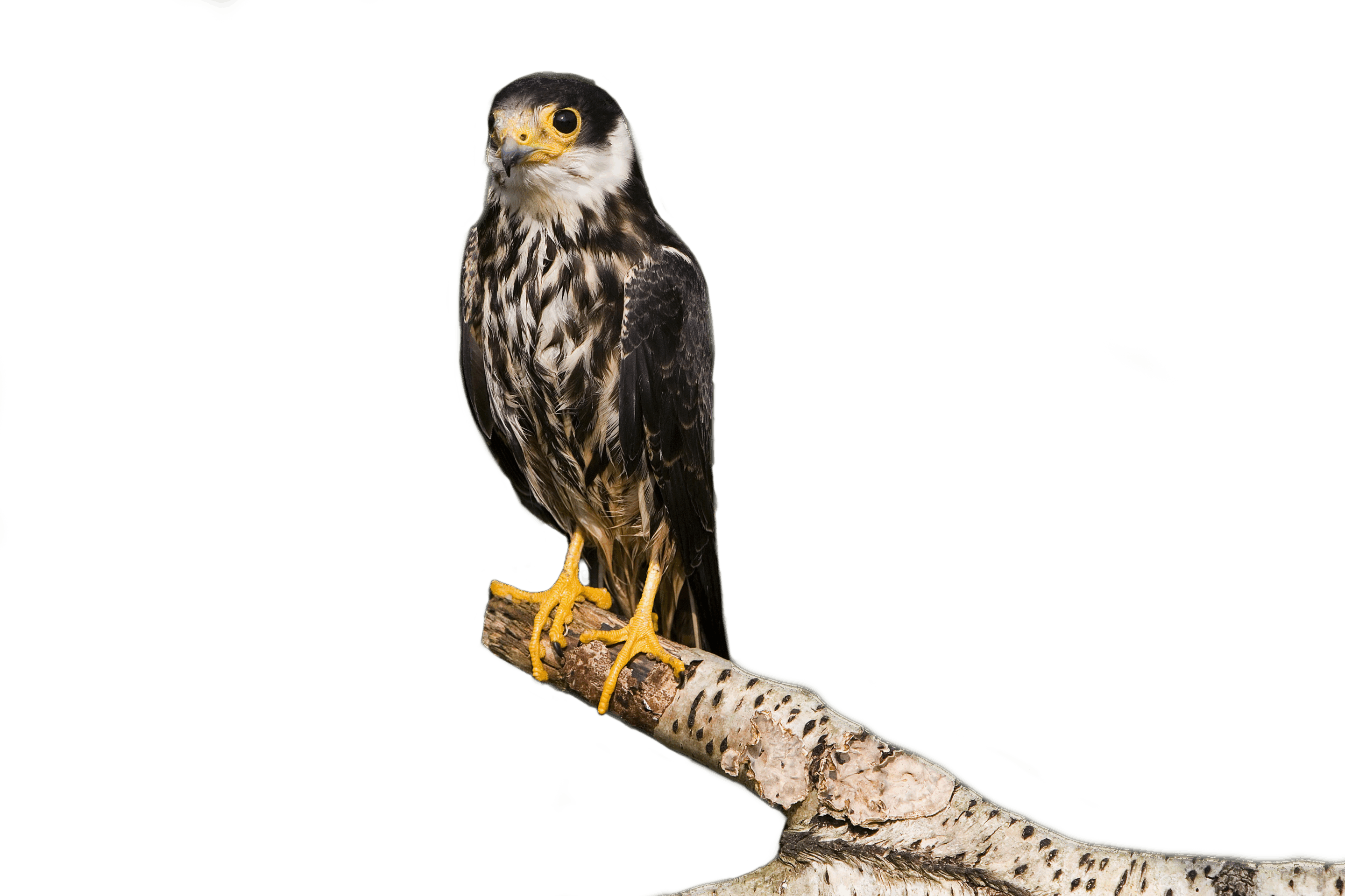 Baumfalke