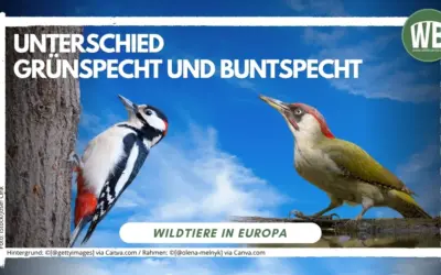 Unterschied Grünspecht und Buntspecht: Zwei bekannte Spechte im direkten Vergleich