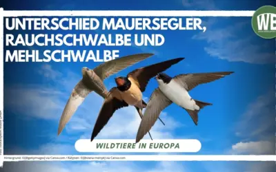 Unterschied Rauchschwalbe, Mehlschwalbe und Mauersegler