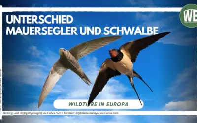 Mauersegler oder Schwalbe –  Welcher Flugkünstler ist das?