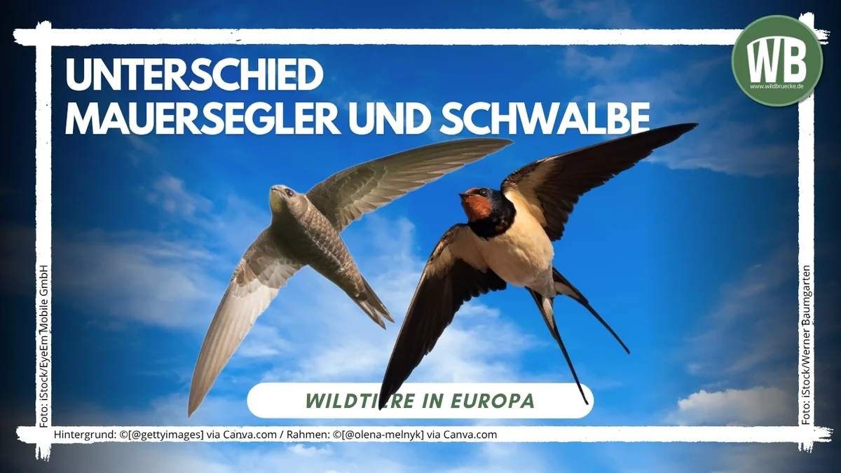 Beitragsbild Unterschied Mauersegler und Schwalbe - Vögel in Europa Beitragsbild Unterschied Mauersegler und Schwalbe - Vögel in Europa