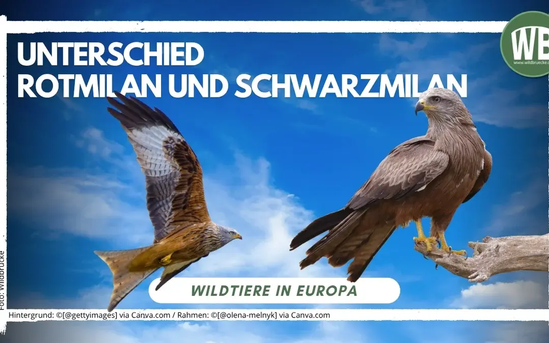 Unterschied Rotmilan und Schwarzmilan: So erkennst du die beiden Greifvögel