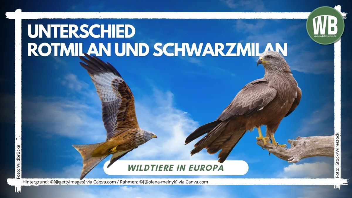 Beitragsbild Unterschied Unterschied Rotmilan und Schwarzmilan - Vögel in Europa