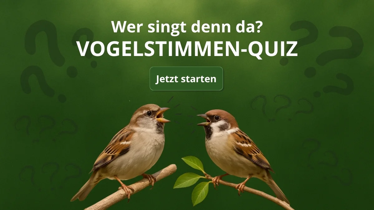 Beitragsbild Vogelstimmen-Quiz Haussperling, Feldsperling, Blaumeise udn Kohlmeise - Vögel in Europa Beitragsbild Vogelstimmen-Quiz Haussperling, Feldsperling, Blaumeise udn Kohlmeise - Vögel in Europa