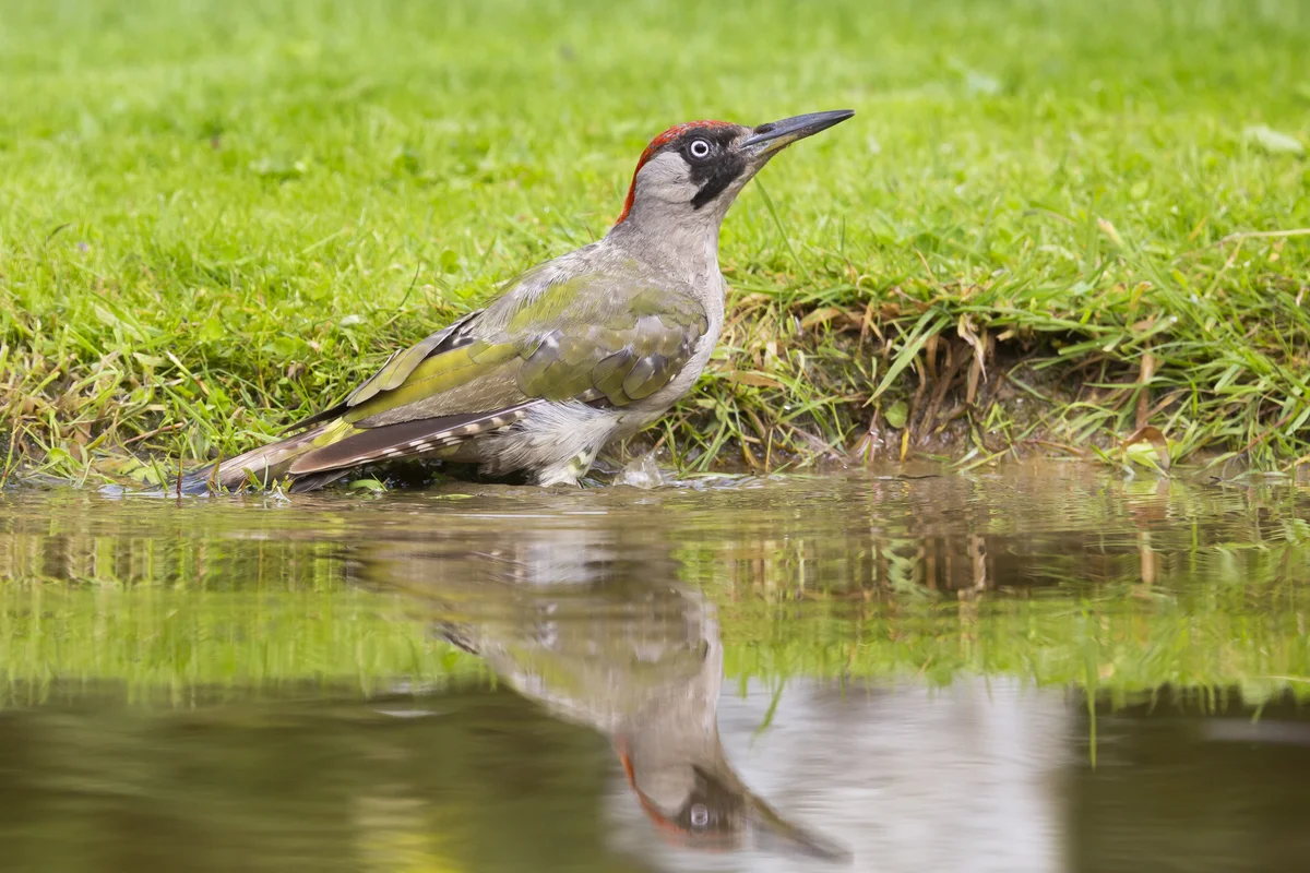 Das Grünspecht Weibchen - Vögel in Europa