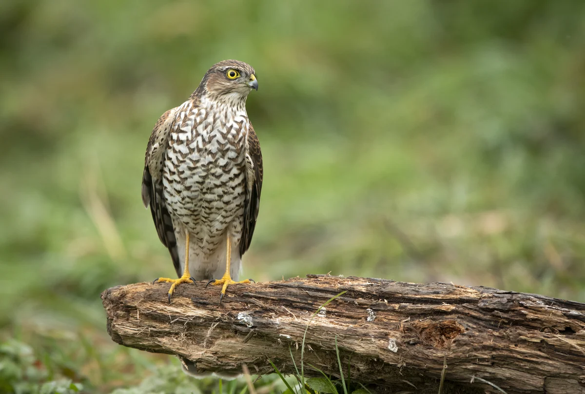 Das Sperber Weibchen - Vögel in Europa