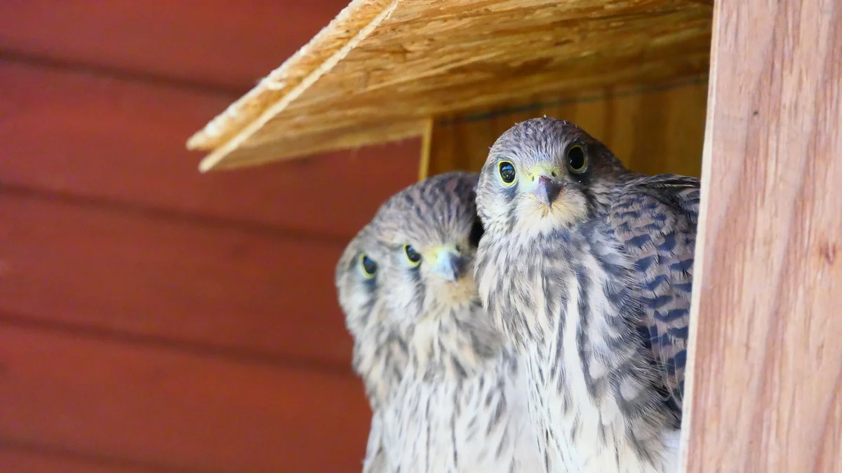 Das Turmfalke Nest Nistkasten - Vögel in Europa