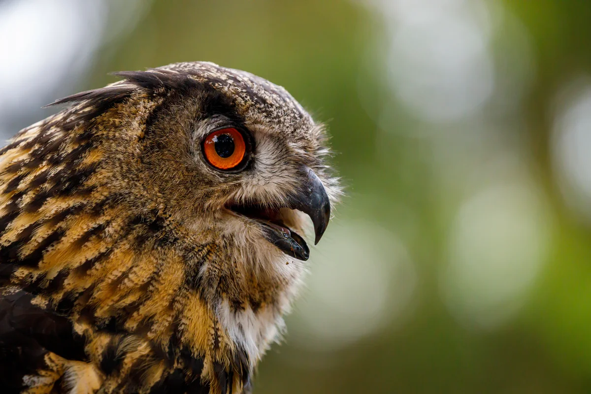 Das Uhu Geräusch - Vögel in Europa