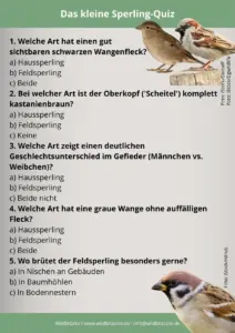 Das kleine Sperling-Quiz Haussperling und Feldsperling - Vögel in Europa