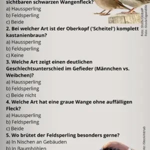 Das kleine Sperling-Quiz Haussperling und Feldsperling - Vögel in Europa